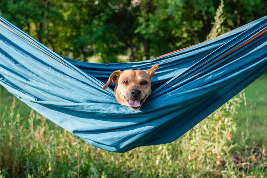 Camping mit Hund: Alles, was man wissen muss